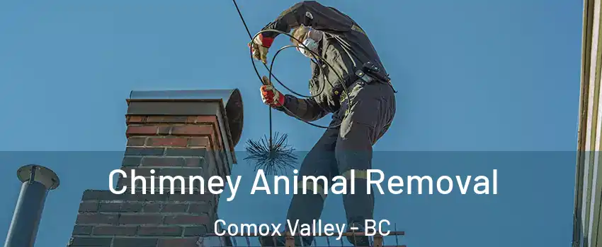  Chimney Animal Removal Comox Valley - BC