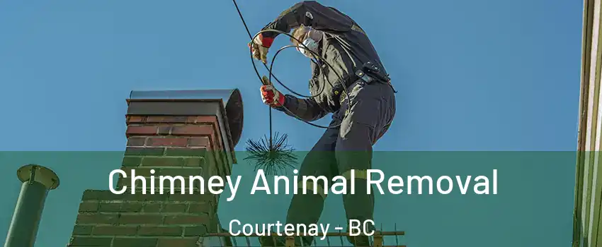  Chimney Animal Removal Courtenay - BC