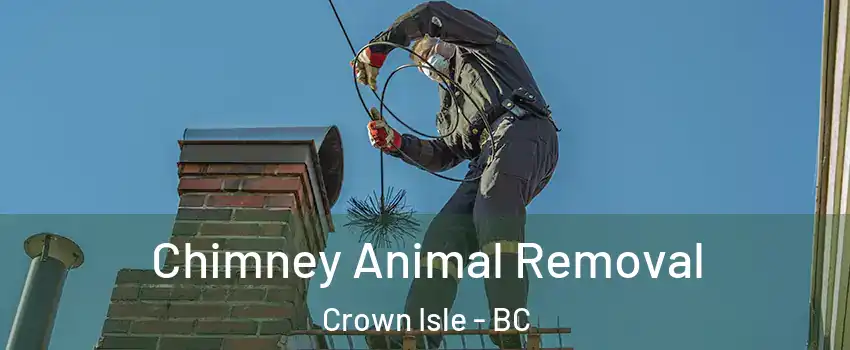  Chimney Animal Removal Crown Isle - BC