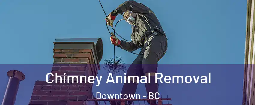  Chimney Animal Removal Downtown - BC
