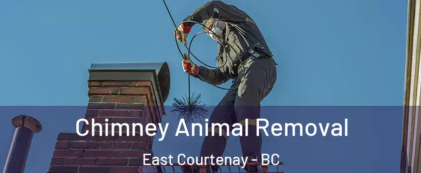  Chimney Animal Removal East Courtenay - BC