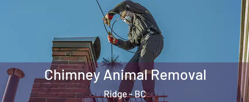  Chimney Animal Removal Ridge - BC