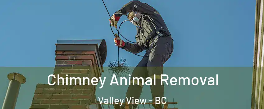  Chimney Animal Removal Valley View - BC