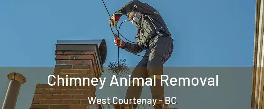  Chimney Animal Removal West Courtenay - BC